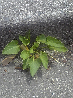 090602_1210~01.jpg