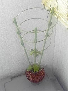 090617ێx.jpg