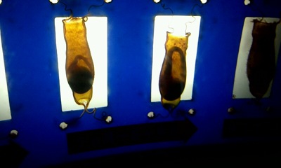 2012_07_04_15_09_26_400.jpg