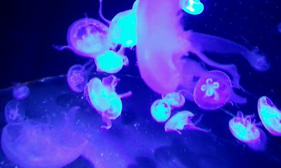 2012_07_04_15_44_18_400.jpg