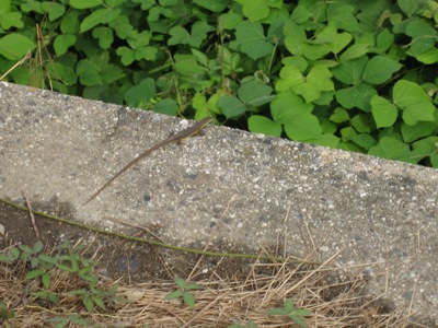IMG_0694_400Jiwr.jpg