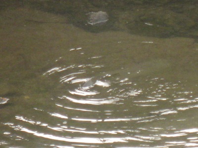 IMG_2106コイ.jpg