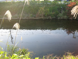 IMG_9488_ 1000.jpg
