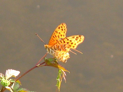 IMG_1292_400_400.jpg