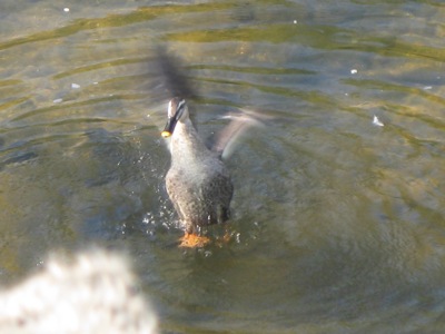 IMG_9657_400.jpg