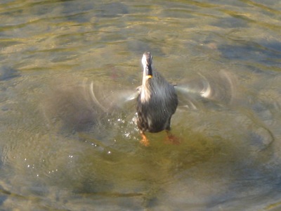IMG_9659_400.jpg